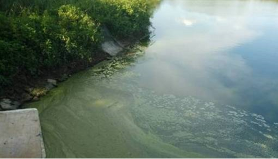 养虾调水有三难：培藻、底改和亚硝酸盐！养殖户如何破解？