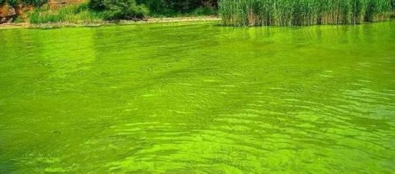 养虾调水有三难：培藻、底改和亚硝酸盐！养殖户如何破解？