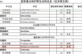 “螺蛳”将列为二级保护动物，还能好好吃螺蛳粉吗？图片