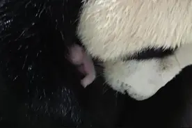 时隔七年，赠台大熊猫“圆圆”顺利生二胎图片