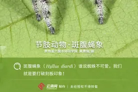 「生物多样性百科」节肢动物•斑腹蝇象：谁说蜘蛛就不可爱了图片
