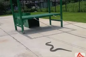 体育课现1.7米长蛇 柳州男生这举动引同学惊呼图片