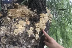 有毒！郑州一滨河公园柳树上长菌菇？专家提醒：千万别采摘食用图片