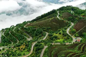 浙江仙居：乡村“山舞银蛇”致富路图片
