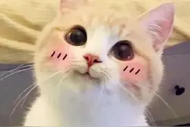喵星人之光！家猫帮警方救下落水男子，获嘉奖啦图片