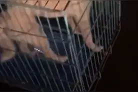 长沙一流浪疯狗咬伤3人，忠犬护主被流浪狗咬伤同被带走，主人难过流泪图片