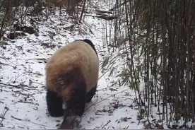 叼着崽崽过雪山，大熊猫妈妈新姿势“出镜”成都大邑图片