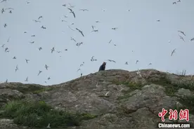 浙江三女子“扫荡”555枚野鸟蛋 专家心碎：全完了图片