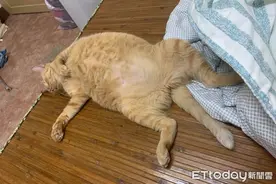 摸到硬块以为肿瘤！结果是猫太胖图片