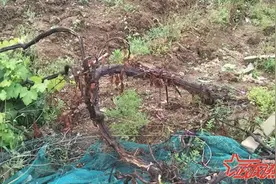 句容一葡萄园遭强制毁掉？回应：已征收多年，农户不肯领补偿款图片