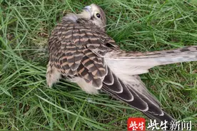 散步市民草坪上发现受伤鹰隼，巡逻民警及时处理妥善安置图片