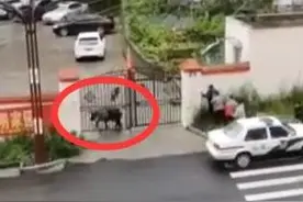 小镇警事 | 一头“野牛”值得派出所民警7小时解救？原来它是一级保护动物扭角羚图片