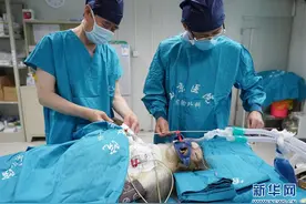 西京医院顺利实施猪-猴异种多器官移植图片
