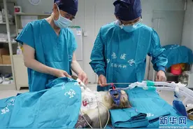 西京医院顺利实施猪-猴异种多器官移植图片