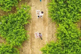 河北永清：鲜桃种植富乡村图片