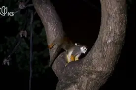 SHANGHAI WILD ANMIAL PARK TO BEGIN NIGHT TOURS视频封面