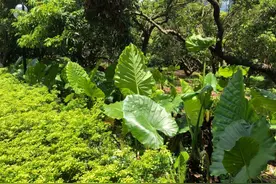 深圳市民爬山咬路边一植物嘴麻刺痛，医生：汁液食用过多或窒息图片