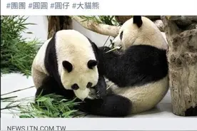 要下毒手？大熊猫“圆圆”又生仔，竟惹怒“台独”网民：把它弄死图片