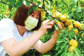 杏李熟了图片