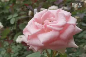 沈阳辽中：小玫瑰开出致富“花路”视频封面