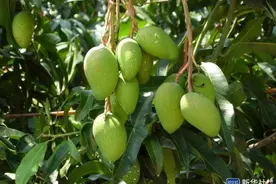 脱贫路上“芒”脱贫——望谟县10万亩芒果产业助力脱贫攻坚最后冲刺纪实图片