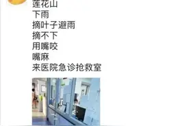 咬下叶子挡雨，女子被紧急送医！一招区分这种有毒植物图片