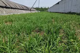 夏收韭菜采后，请这样管理图片