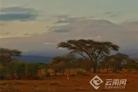 走进野生动物的天堂——肯尼亚图片