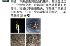 别碰！四川首次发现怪肥腹蛛！身小含剧毒图片