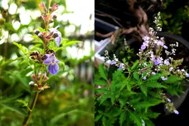 科普 | 北方10种室外夏花植物推荐——我的露台六月花事总结图片