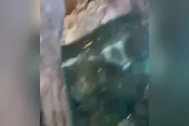 美国男子为完成对粉丝的承诺跳入一家商店水族箱游泳图片