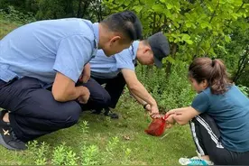 解救又放生 野生刺猬回家了图片