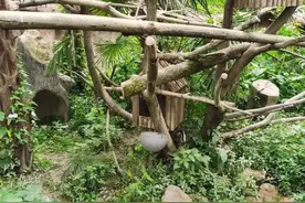 暑假去上海动物园试试不一样的玩法，解锁一个全新的遛娃宝藏……图片