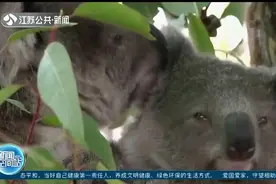 调查显示澳大利亚新州考拉数量大幅减少，正在面临功能性灭绝视频封面
