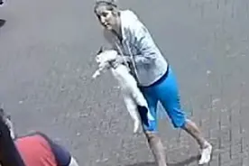 家猫无故被2条家狗咬死 猫主人寻赔偿无门发起修改相关法请愿行动图片
