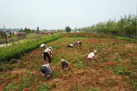看月季、赏梅花、闻桂花——郑州贾鲁河沿线布局12个植物专类园、12个主题公园图片
