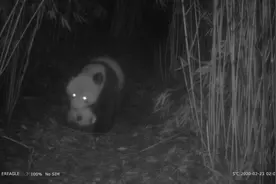 罕见！成都野生大熊猫竹林“遛娃”，叼着幼崽的样子萌翻了图片