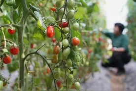 调查｜河北：西红柿好吃了，“味道”有何不同？图片