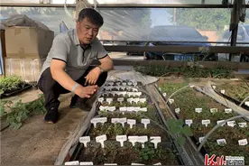 人物｜河北科学家谢晓亮：用科技给中药材“赋能”图片