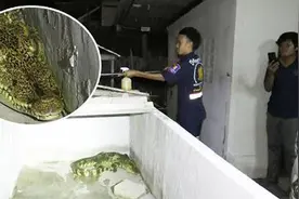 懵逼了！泰国租客搬走留下宠物鳄鱼 吓坏房东图片