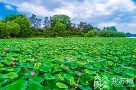 接天莲叶无穷碧 南京玄武湖精品荷花迎来最佳观赏期图片