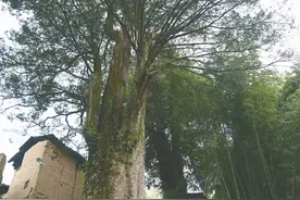 松阳玉岩有株全国最大的南方红豆杉图片