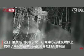 瞅你咋地？中俄边境两只熊打架致老虎观测相机毁坏，监控记录斗殴全过程图片