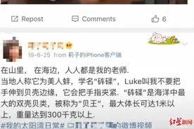 马上评丨砗磲是保护动物，别当“海鲜”吃图片