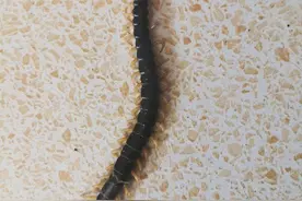 害怕！九江这里成群大蜈蚣现民宅 村民受惊忧心忡忡图片