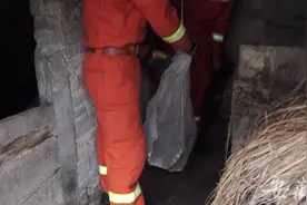 祁门一村民厕所出现剧毒五步蛇图片