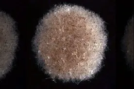 它们是水母和珊瑚的近亲！科学家在深海发现四种新的单细胞生物物种图片