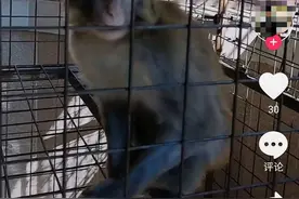 为哄儿子开心，福建一父亲私养猕猴还拍视频发到网上炫耀，获刑八个月图片