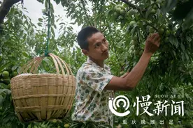 巫山脆李开园 曲尺脆李富了乡亲甜了游客 80后乡党委书记直播代言图片