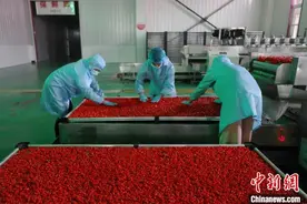 宁夏同心：枸杞产业助农脱贫致富图片